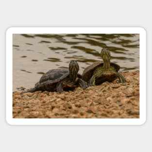 Red-eared Sliders Sticker